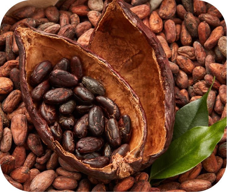 可可豆与可可荚特写