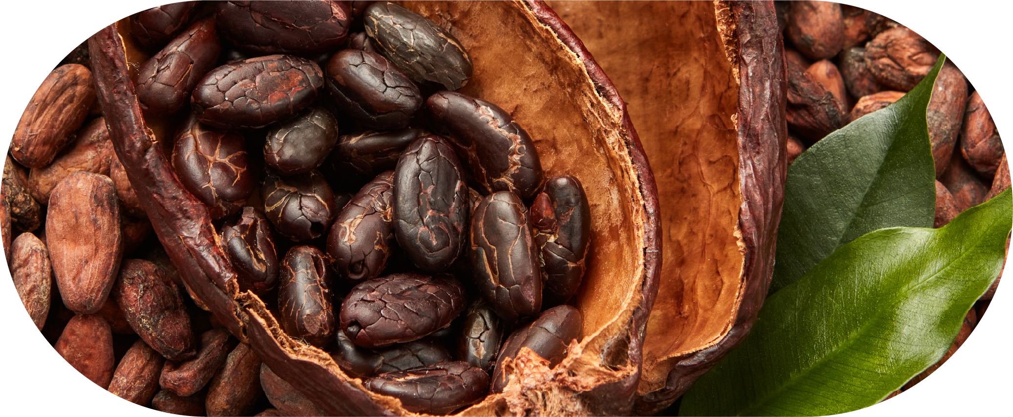 可可豆原材料展示